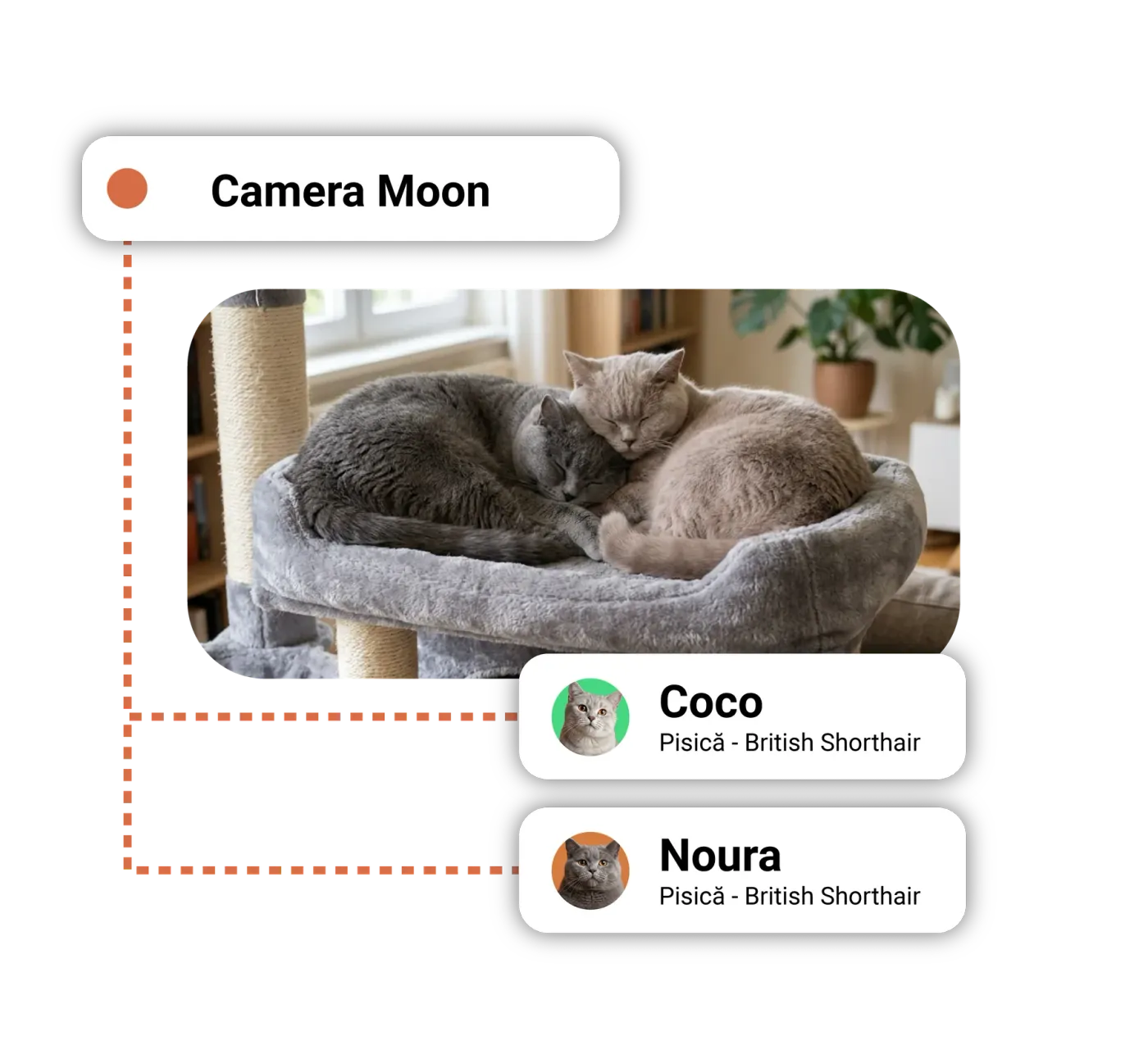 Two British Shorthair cats sleeping together in a soft bed, with the room label and the records of the boarded pets.