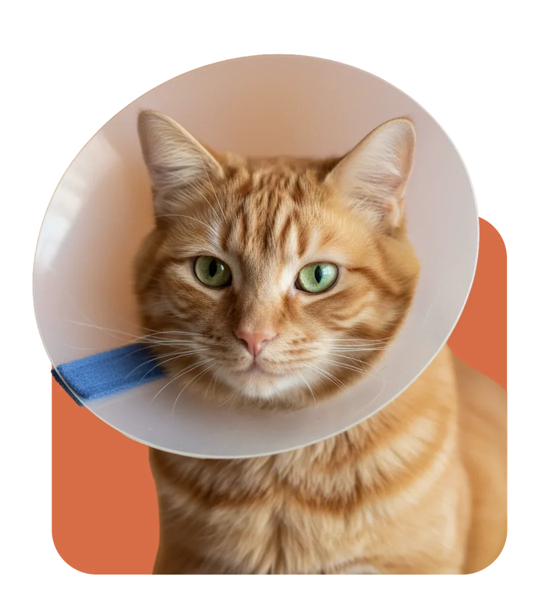 A veterinarian listens to a British Shorthair cat with a stethoscope on the exam table.